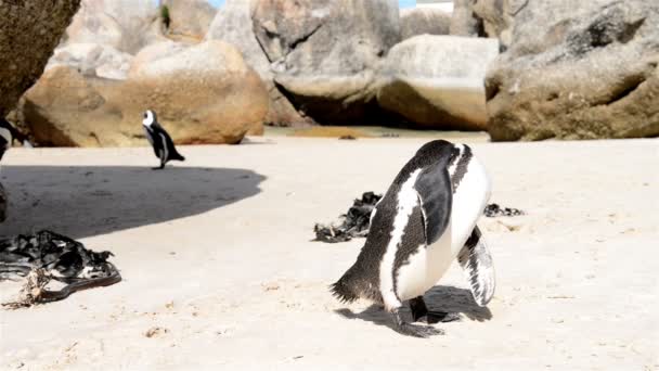 Pinguins africanos — Vídeo de Stock