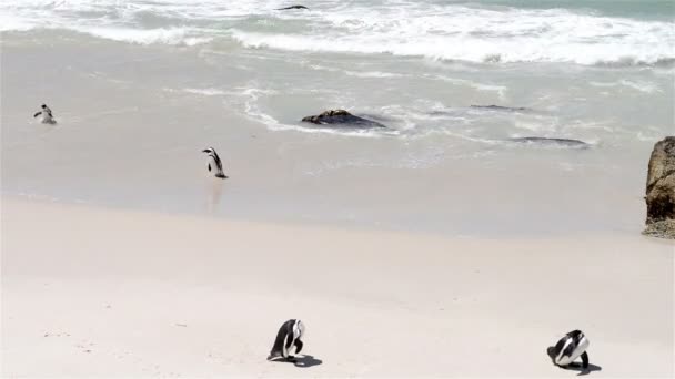 Pinguins africanos — Vídeo de Stock