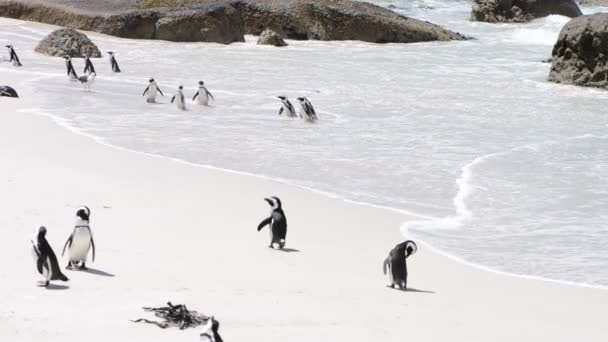 Pingüinos africanos en la playa — Vídeo de stock