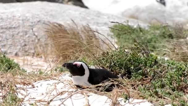 Afrikanska penguin — Stockvideo