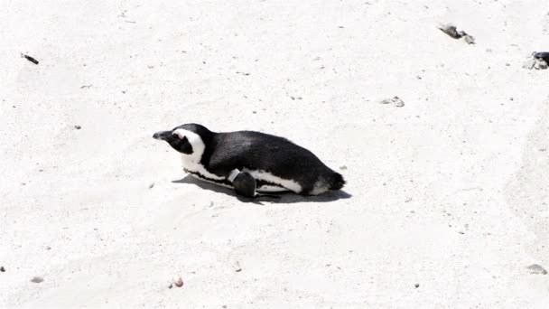 Pingwin przylądkowy — Wideo stockowe