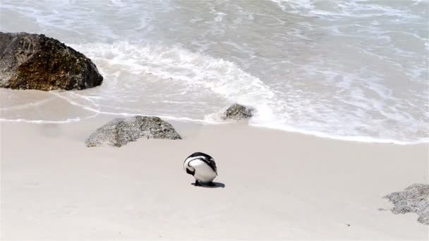 企鹅 — 图库视频影像