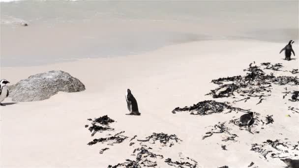 Pingüinos africanos en la playa — Vídeos de Stock