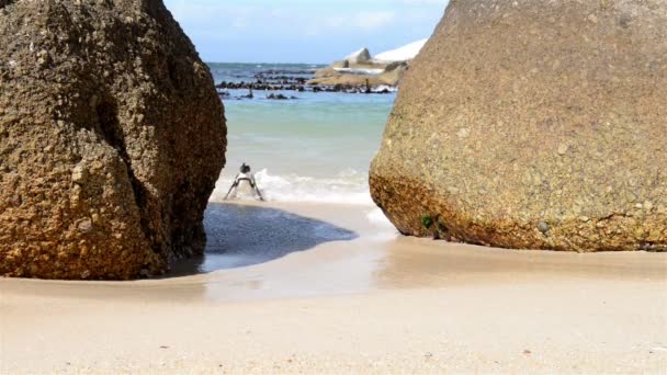 Pinguins africanos na praia — Vídeo de Stock