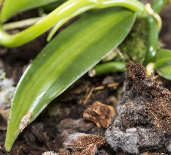 Beschimmeld bloempot — Stockfoto