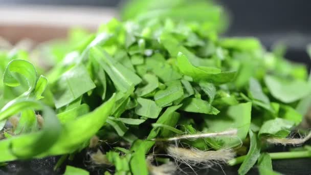 Tarragon on table (not loopable video) — Stock Video