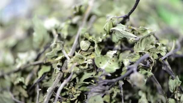 Foglie di menta essiccate — Video Stock