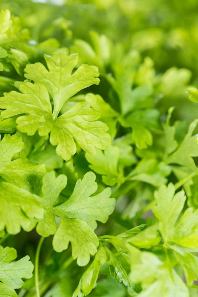 Parsley Plant — Stock Photo, Image