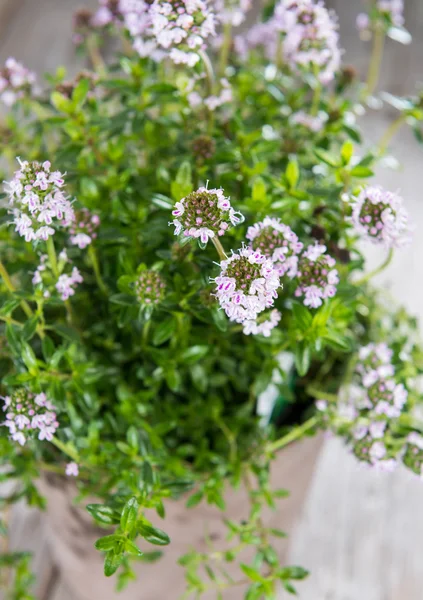 Porción de salado de invierno — Foto de Stock