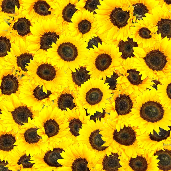 Sunflower Background — Stock Photo, Image