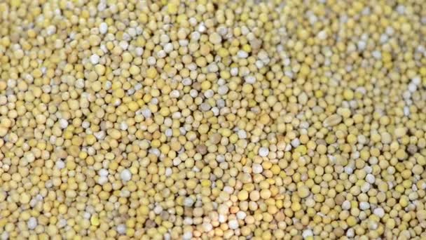 Mustard Seeds background — Stock Video