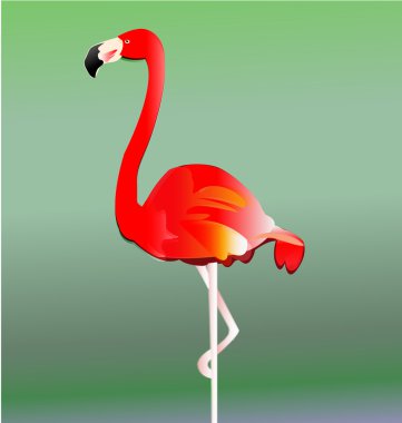 Flamingo bird vektör eps10
