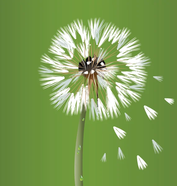 Pissenlit fleur vecteur de fleur — Image vectorielle