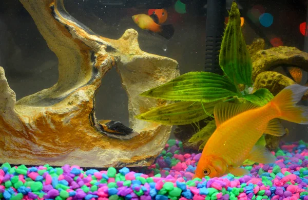 Золотая рыбка и рыбка-гуппи — стоковое фото