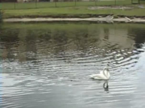 cygnes blancs 