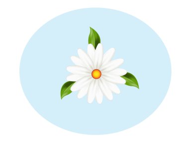 Beyaz papatya çiçekleri tebrik kartı bayramları doğum günü kutlaması vektör resmi pankartı grafik tasarım kartviziti kavramları