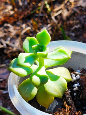Succulent flower plant in a pot gardening horticulture practices in a sunny day background picture template 