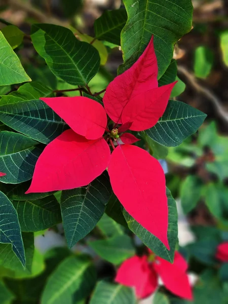 Blossom Red Poinsettia Christmas Flower Decoration Wallpaper Picture Image Banner —  Fotos de Stock