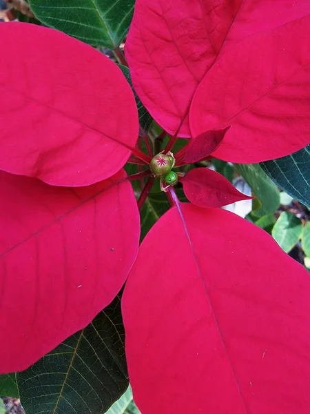 Blossom Red Poinsettia Christmas Flower Close Decoration Wallpaper Picture Image — 图库照片