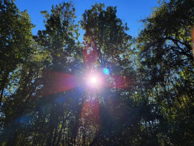 Sunny forest sunbeams perfect scenary multicolor bright sunny light - sunlight on a green forest pictures background template wallpapers wall mural decoration 