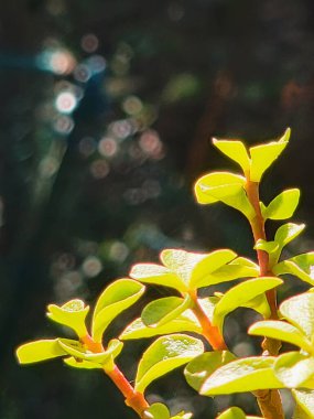 Succulent Jade plant, friendship tree, lucky plant, money plant  gardening horticulture sunny day background picture template