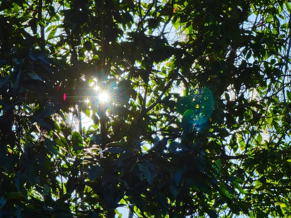 Sunny Forest Sunbeams Perfect Scenary Multicolor Bright Sunny Light Sunlight —  Fotos de Stock