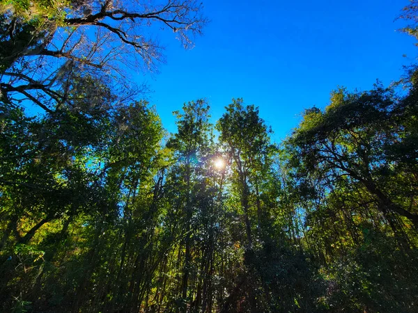 Sunny Forest Sunbeams Perfect Scenary Multicolor Bright Sunny Light Sunlight — Fotografia de Stock