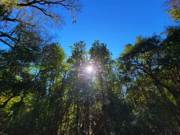 Sunny Forest Sunbeams Perfect Scenary Multicolor Bright Sunny Light Sunlight — Fotografia de Stock