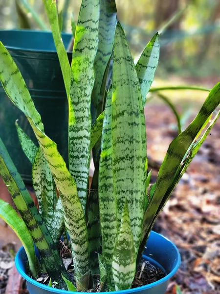 Snake plant, mother in law\'s tongue in a blue pot gardening horticulture growing plants background picture template