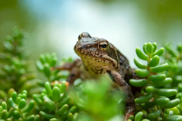 Cabeza Una Rana Marrón Plantas Roca Verde Vista Verano — Foto de Stock