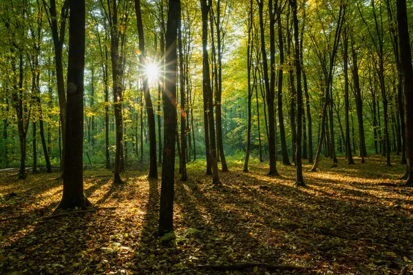 Soleil Étoilé Dans Forêt Octobre Nowiny Pologne — Photo