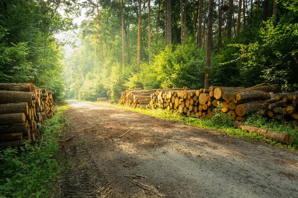 Cut down trees by the road into the forest and sunshine, summer view