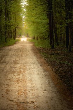 Ormanda düz toprak bir yol.
