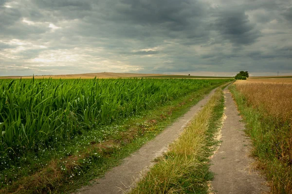 Χωματόδρομος δίπλα σε χωράφι με καλαμπόκι και συννεφιασμένο ουρανό — Φωτογραφία Αρχείου