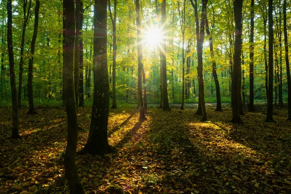 Eblouissement du soleil dans la forêt d'automne — Photo