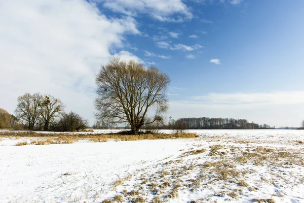 Drzewo na zaśnieżonym polu, styczeń — Zdjęcie stockowe