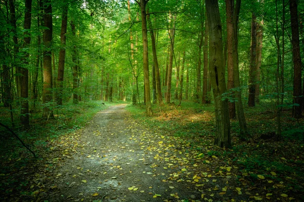 Fallna löv på vägen i en grön skog — Stockfoto
