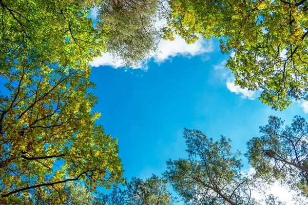 Vrcholy stromů a modrá obloha — Stock fotografie