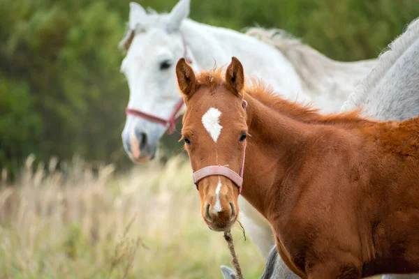 一匹棕色的小马和一匹白色的成年马十月的一天 — 图库照片