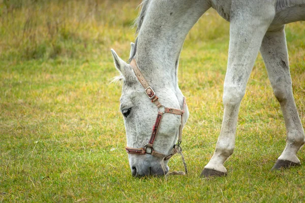 骑白马在牧场里吃草 十月的一天 — 图库照片