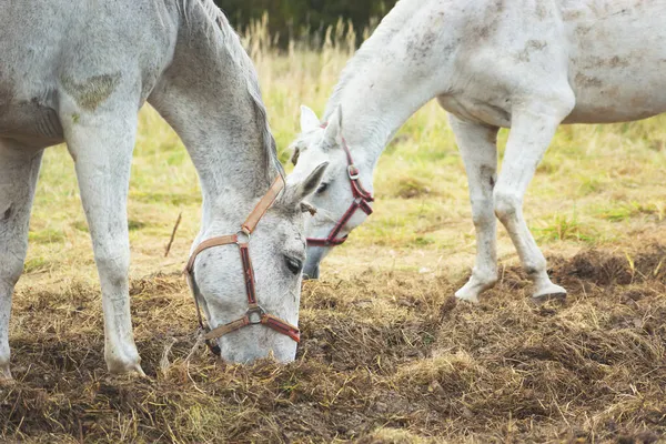 两只白马在牧场里吃草 十月的一天 — 图库照片