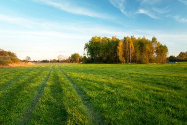 Yeşil çayır ve sonbahar ağaçları, Ekim günü, Nowiny, Lubelskie, Polonya