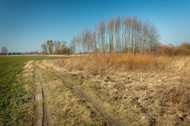 Toprak yol ve ağaçlı vahşi alanlar, Wolka Czulczycka, Polonya