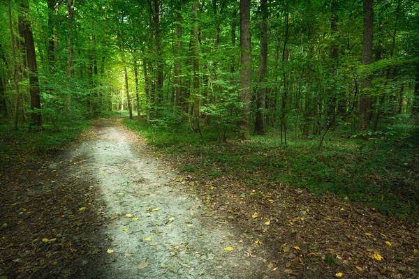 Písečná Stezka Zeleným Listnatým Lesem Letní Pohled — Stock fotografie