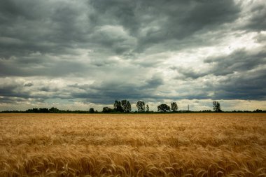 Gökteki tahıl tarlaları ve kara bulutlar, Nowiny, Lubelskie, Polonya