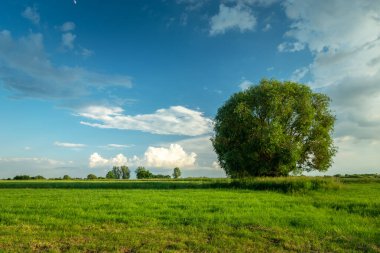Çayırdaki büyük ağaç ve mavi gökyüzüne karşı bulutlar, Nowiny, Polonya
