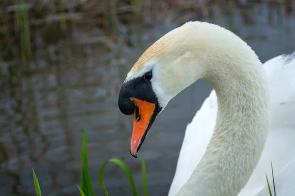 Hermoso Cisne Blanco Posando Perfil Vista Primavera —  Fotos de Stock