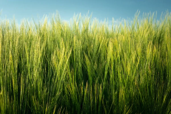 Orejas Cebada Verde Fragmento Del Cielo Azul Vista Primavera —  Fotos de Stock