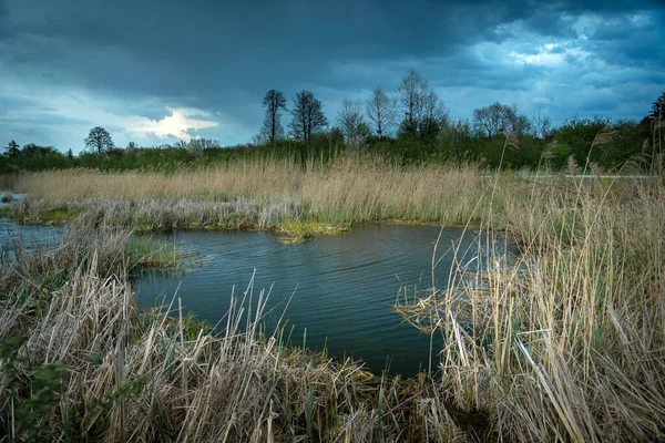 Pond Reeds Cloudy Sky Stankow Poland — Stock Photo, Image