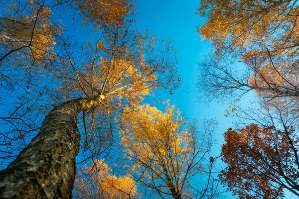 Couronnes Arbres Automne Vues Bas Jour Octobre — Photo